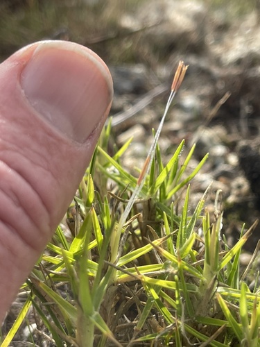 Cenchrus clandestinus (Kikuyu Grass)
