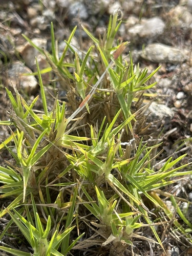 Cenchrus clandestinus (Kikuyu Grass) (alternate view 3)