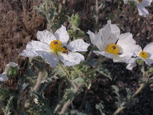 Argemone munita (flatbud prickly poppy) (alternate view 10)