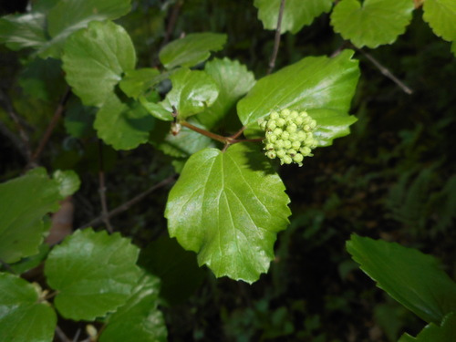 Viburnum ellipticum (Oval-leaf Viburnum) (alternate view 5)