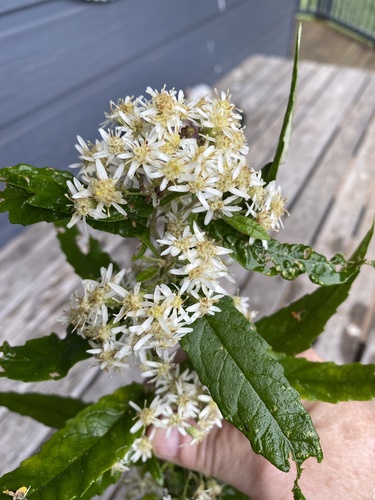 Olearia lirata (snowy daisy-bush) (alternate view 4)