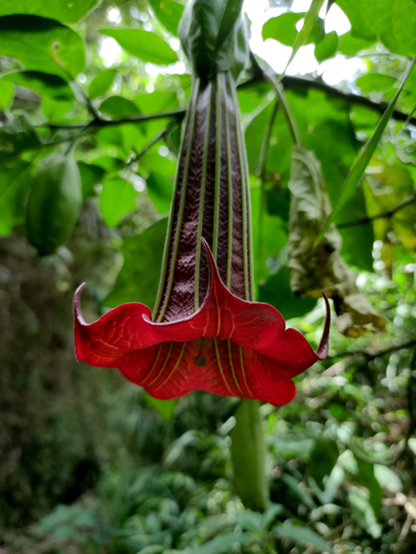 Brugmansia (angel's trumpets) (alternate view 9)