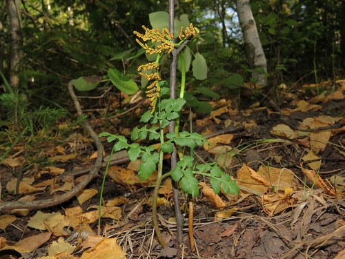 Sceptridium (grapeferns) (alternate view 2)