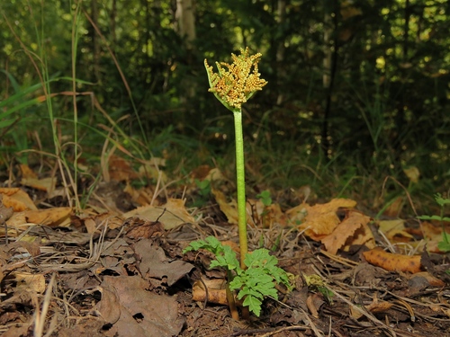 Sceptridium (grapeferns)