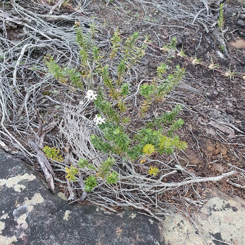 Westringia fruticosa (Coastal Rosemary)