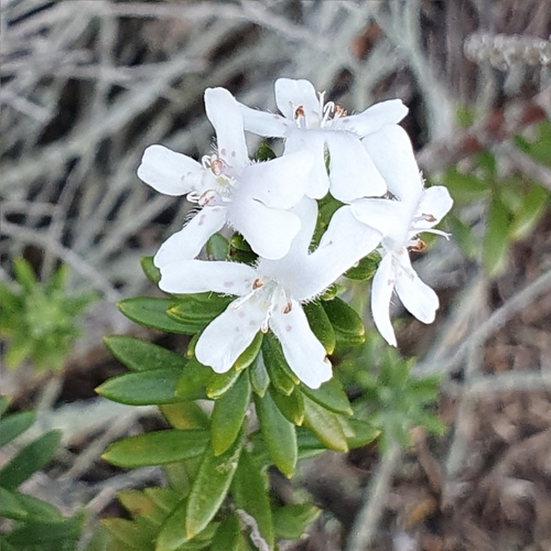 Westringia fruticosa (Coastal Rosemary) (alternate view 2)
