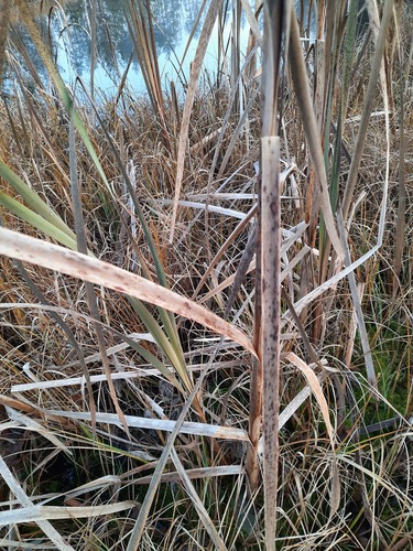 Typha latifolia (common cat-tail)