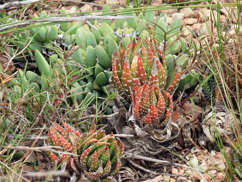 Haworthiopsis (Sixsided Haworthias) (alternate view 11)
