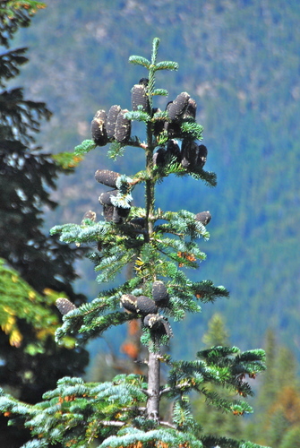 Abies amabilis (Pacific Silver Fir) (alternate view 3)