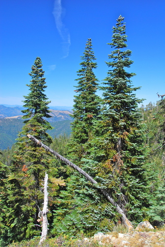 Abies amabilis (Pacific Silver Fir)