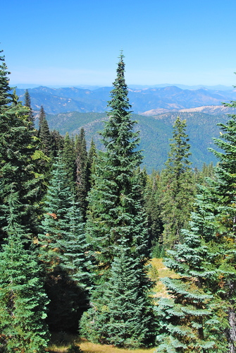 Abies amabilis (Pacific Silver Fir) (alternate view 2)