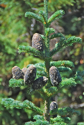 Abies amabilis (Pacific Silver Fir) (alternate view 4)