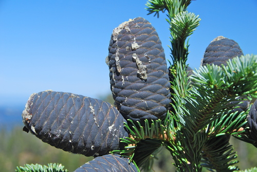 Abies amabilis (Pacific Silver Fir) (alternate view 5)