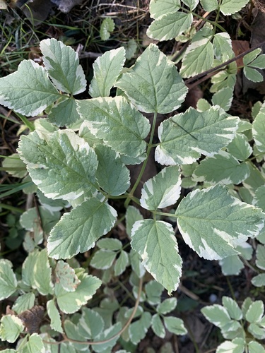 Aegopodium podagraria (Goutweed)