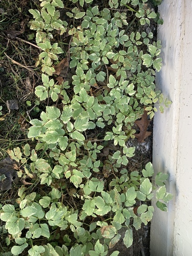 Aegopodium podagraria (Goutweed)