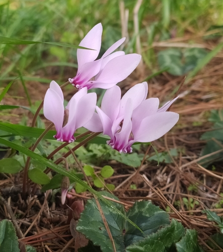 Cyclamen hederifolium (ivy-leaved cyclamen) (alternate view 5)