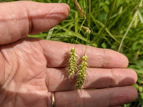 Carex sprengelii (Sprengel's Sedge)