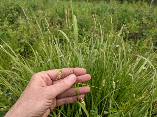 Carex sprengelii (Sprengel's Sedge)