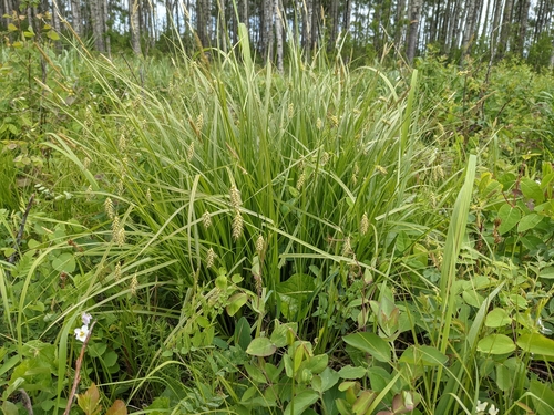 Carex sprengelii (Sprengel's Sedge)