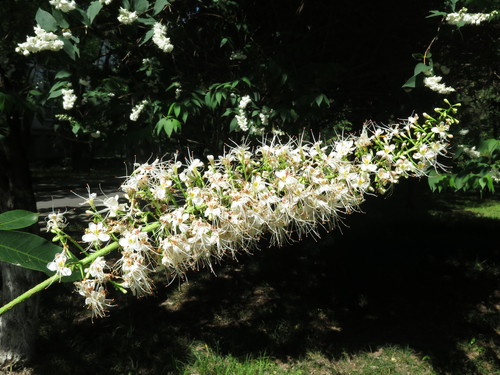 Aesculus chinensis (Chinese Horse Chestnut)