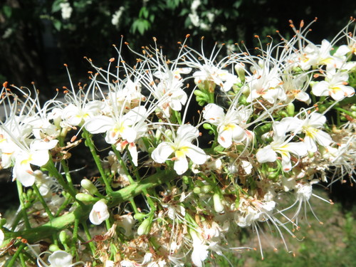 Aesculus chinensis (Chinese Horse Chestnut)