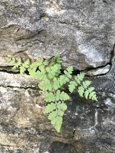 Woodsia obtusa (blunt woodsia)