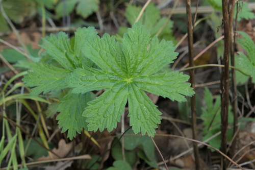 Geranium sylvaticum (wood crane's-bill)