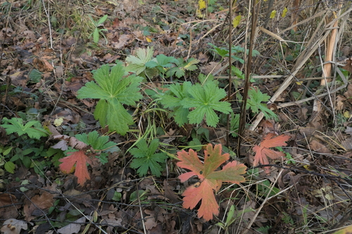 Geranium sylvaticum (wood crane's-bill)