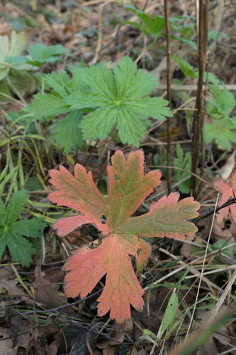 Geranium sylvaticum (wood crane's-bill)