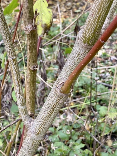 Cornus amomum (silky dogwood) (alternate view 8)