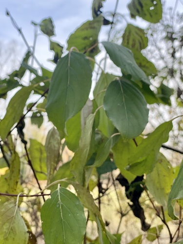 Cornus amomum (silky dogwood) (alternate view 9)