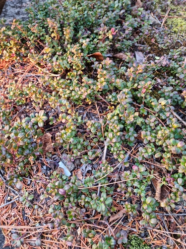Vaccinium vitis-idaea (Lingonberry)