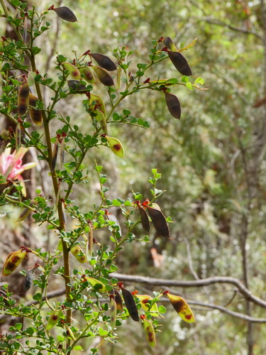 Bossiaea obcordata (Spiny Bossiaea)