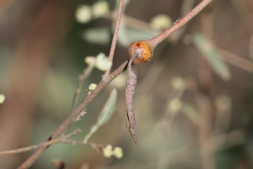 Croton californicus (California croton)