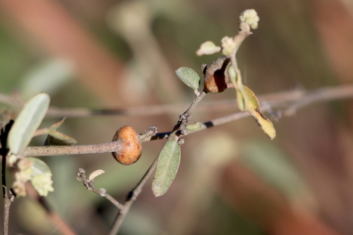 Croton californicus (California croton) (alternate view 2)