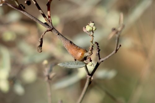 Croton californicus (California croton) (alternate view 4)