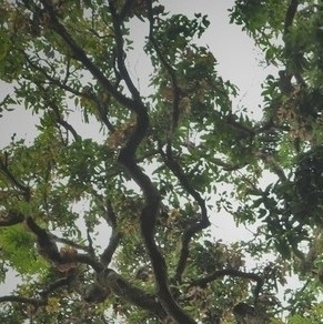 Mangifera (mangoes) (alternate view 8)