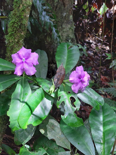 Brunfelsia pauciflora (Yesterday-Today-and-Tomorrow)