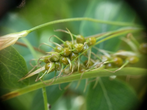 Carex sprengelii (Sprengel's Sedge)