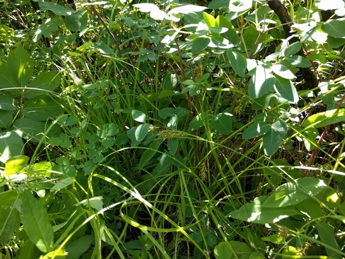 Carex sprengelii (Sprengel's Sedge)