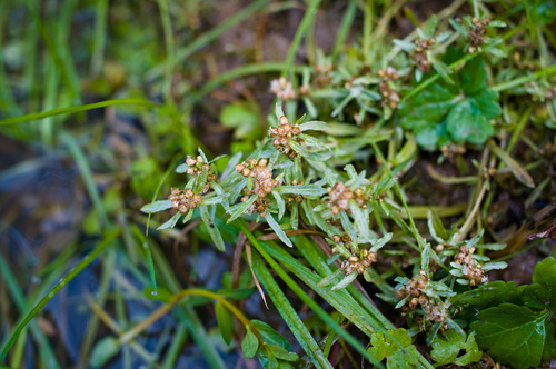 Gnaphalium uliginosum (marsh cudweed)