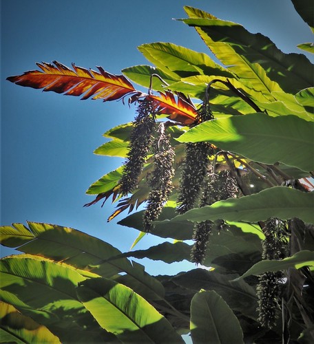 Alpinia (Shell Gingers) (alternate view 9)