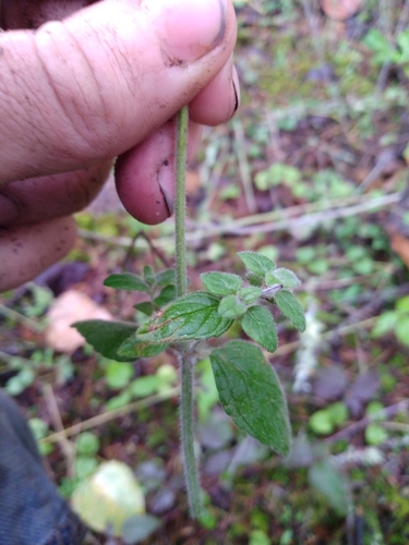 Clinopodium vulgare (Wild Basil)