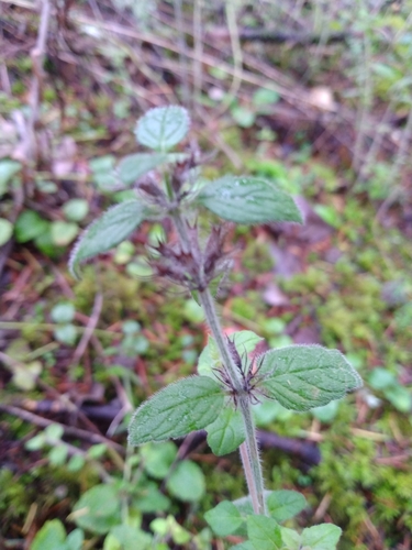 Clinopodium vulgare (Wild Basil)