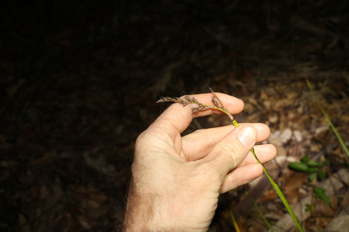 Lepidosperma laterale (variable sword-sedge) (alternate view 3)