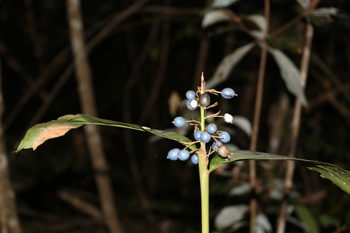 Alpinia caerulea (Native Ginger) (alternate view 3)