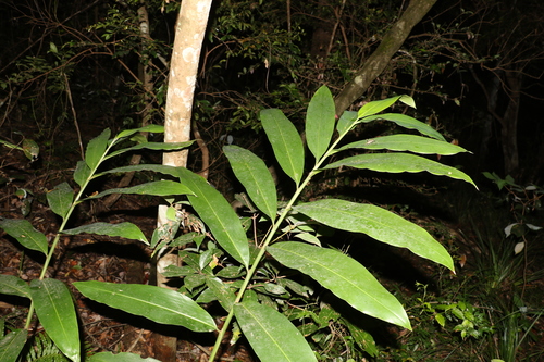 Alpinia caerulea (Native Ginger) (alternate view 4)
