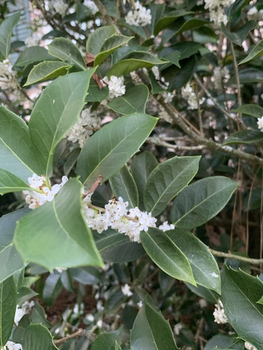 Osmanthus × fortunei (Fortune's Osmanthus) (alternate view 5)