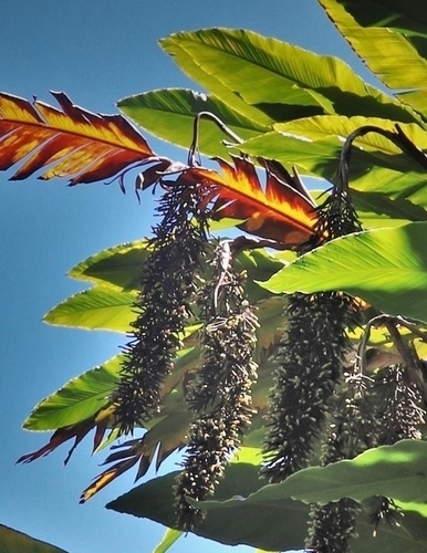 Alpinia (Shell Gingers) (alternate view 8)