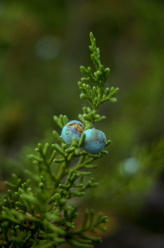 Juniperus californica (California Juniper)